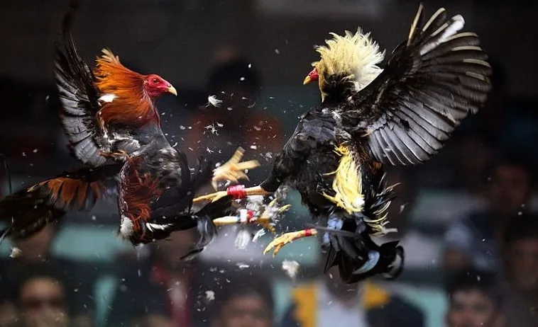 Bí Kíp Chơi Đá Gà Sabong SB365 Bất Bại Từ Cao Thủ 1 Bí Kíp Chơi Đá Gà Sabong SB365 Bất Bại Từ Cao Thủ